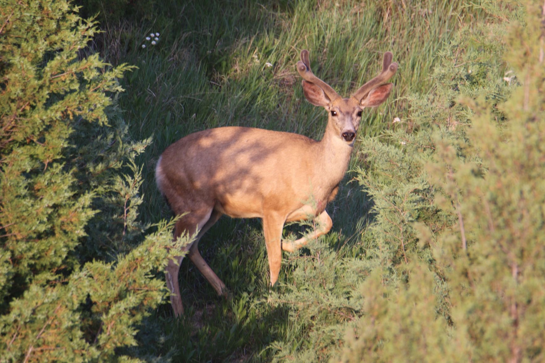 Mule Deer Buck